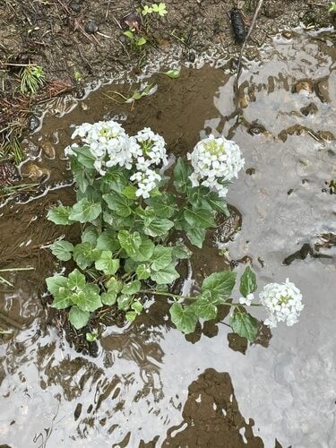 Cardamine cordifolia (Heartleaf Bittercress) — photo
