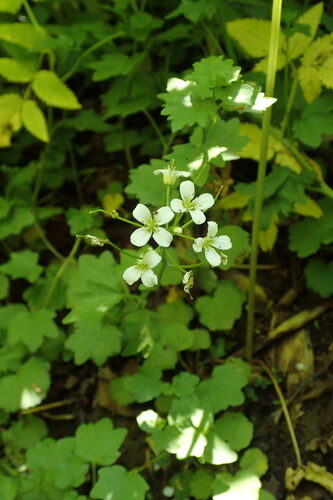Cardamine fauriei