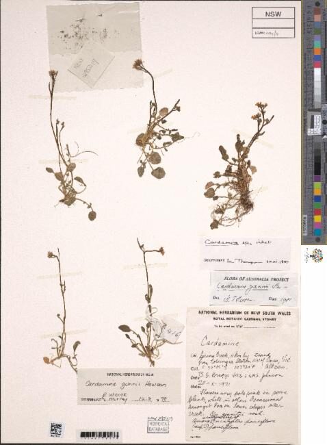 Cardamine gunnii (Woodcress) — photo