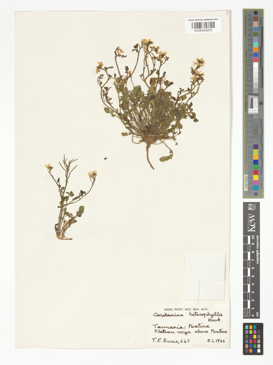 Cardamine gunnii (Woodcress) — photo