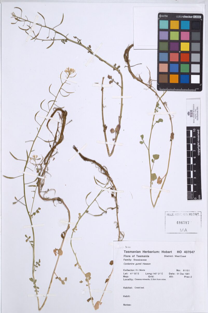 Cardamine gunnii