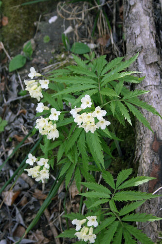 Cardamine kitaibelii