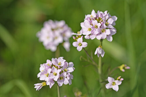 Cardamine loxostemonoides (Cuckoo Flower) — photo