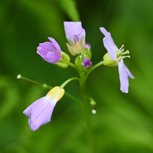 Cardamine loxostemonoides (Cuckoo Flower) — photo