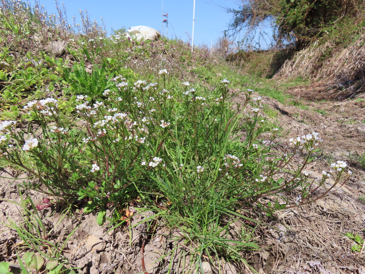 Cardamine nasturtioides — photo