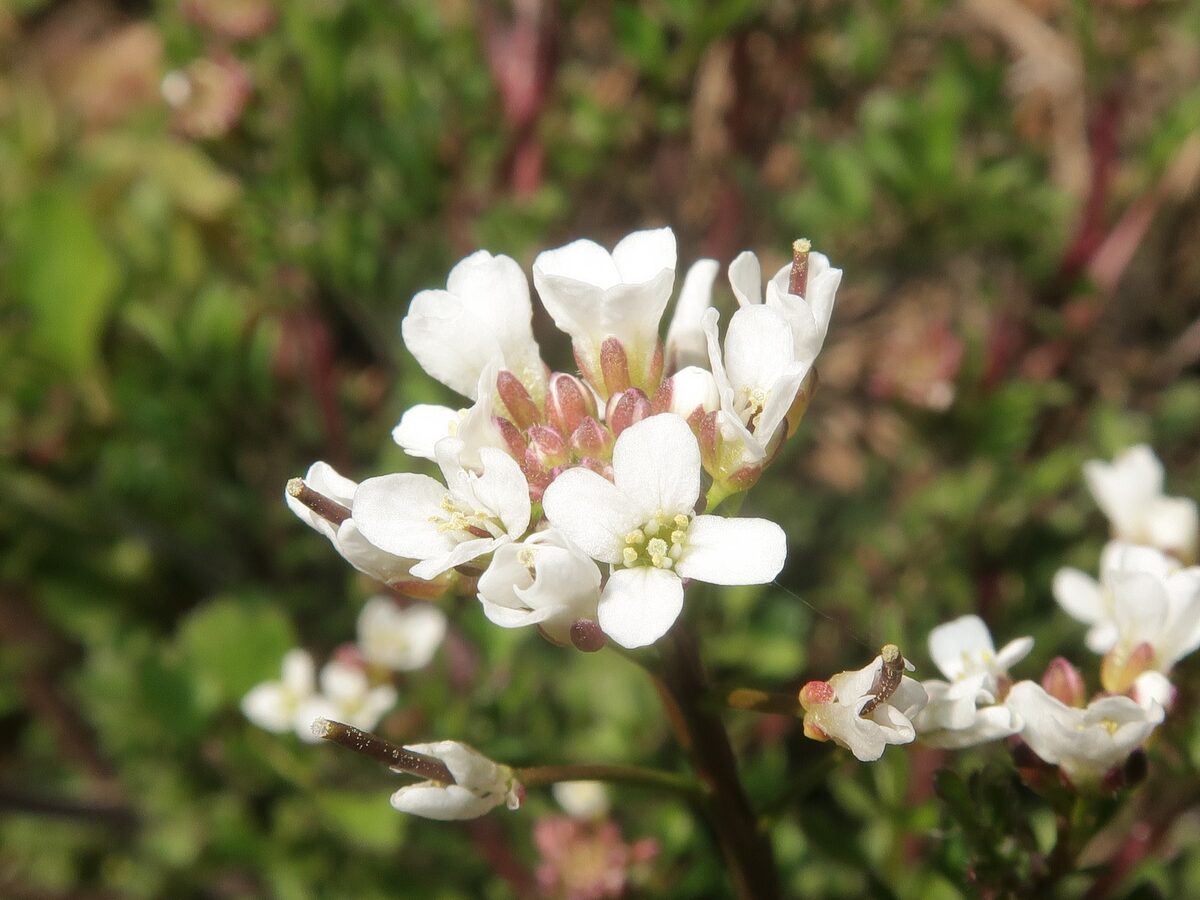 Cardamine nasturtioides — photo