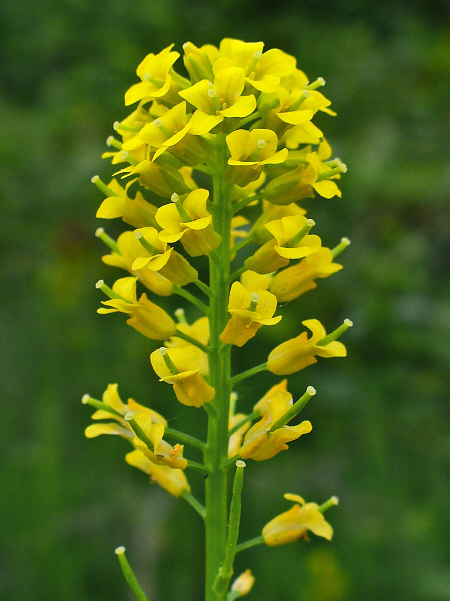 Cardamine nasturtioides