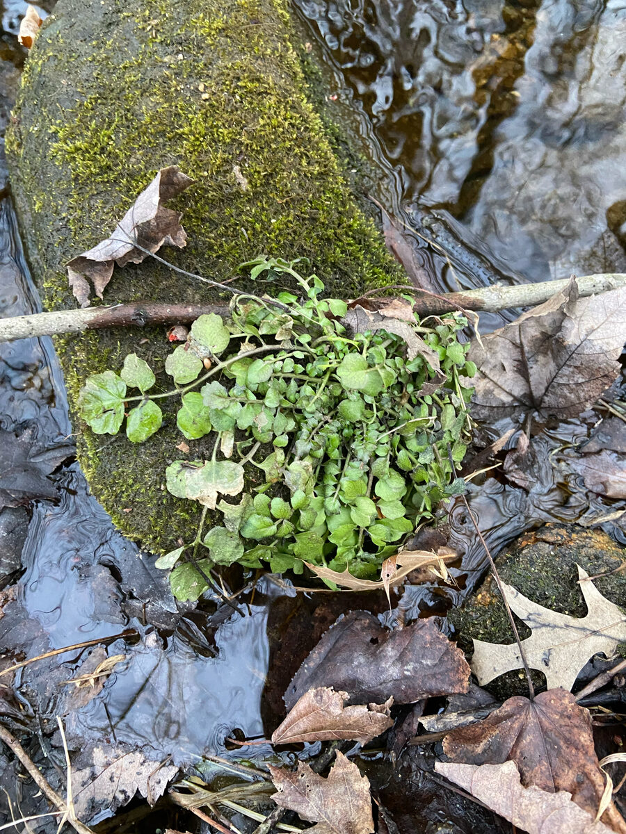 Cardamine pennsylvanica (Bittercress) — photo