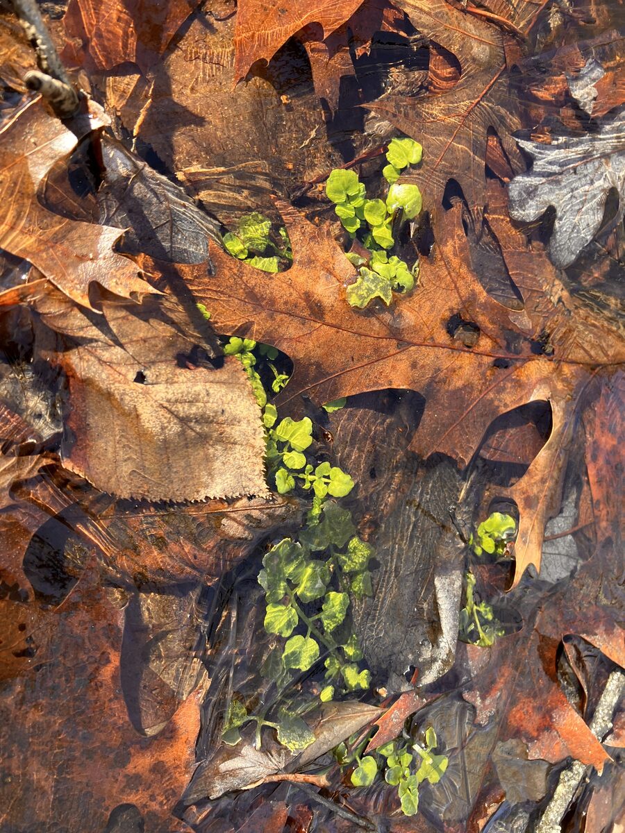 Cardamine pennsylvanica (Bittercress) — photo
