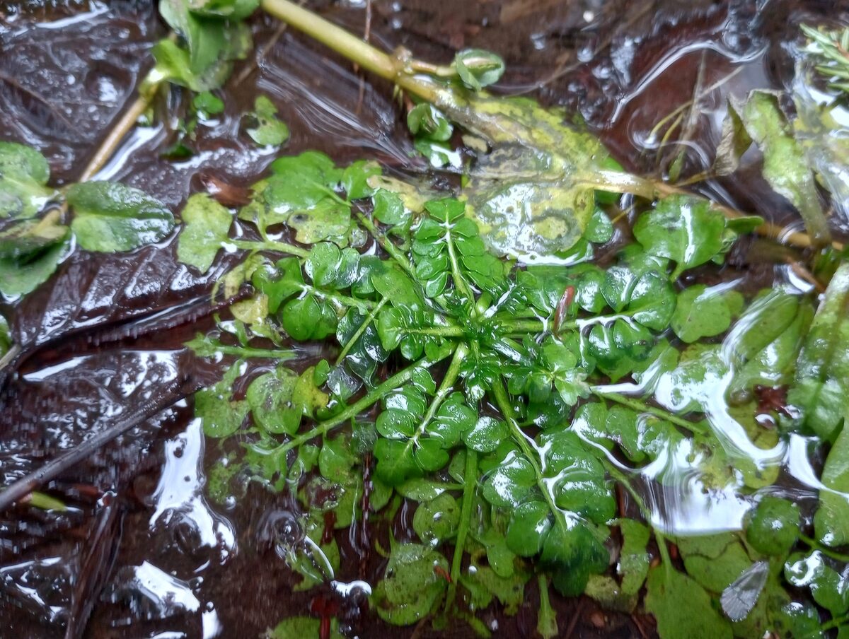Cardamine pennsylvanica