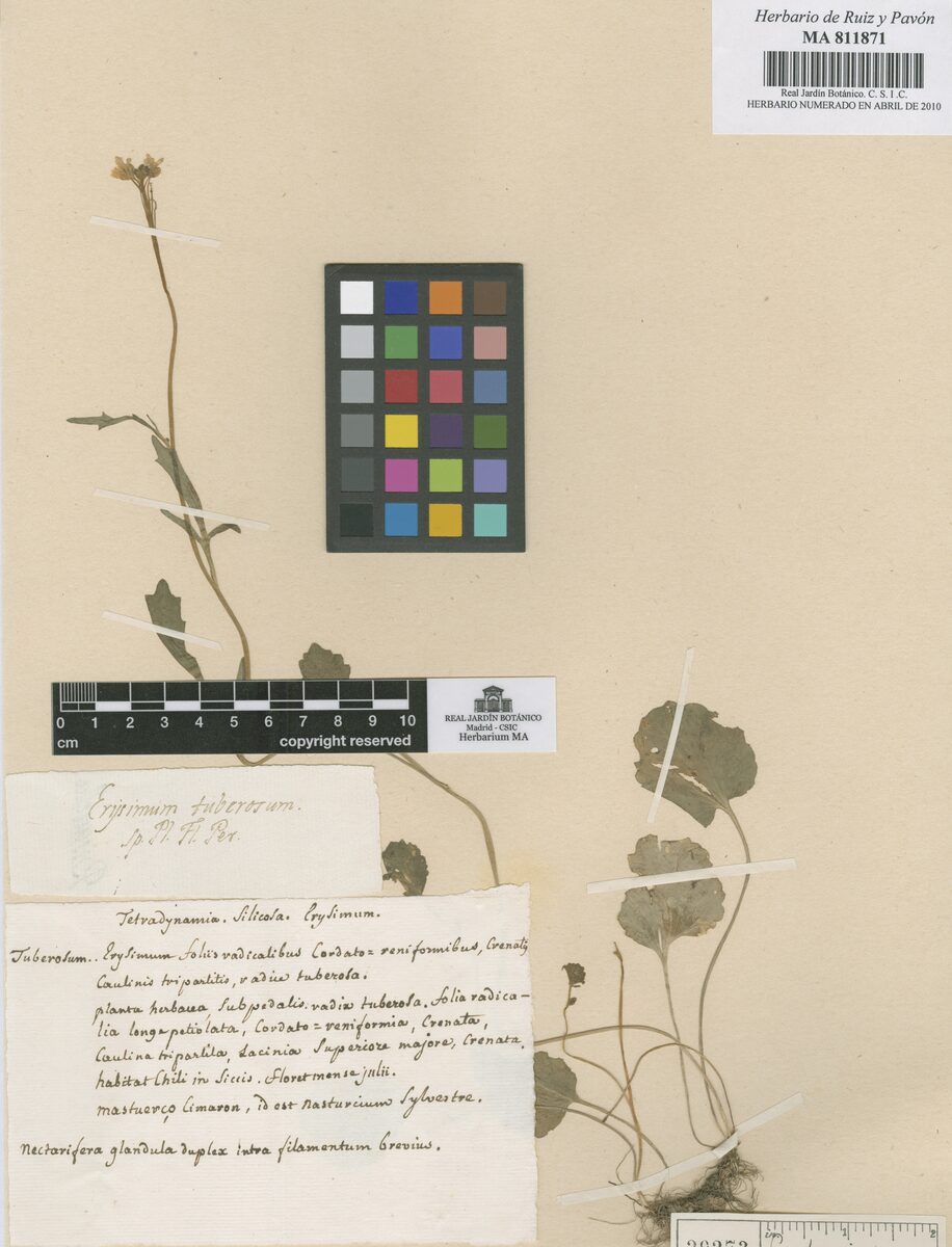 Cardamine penzesii — photo