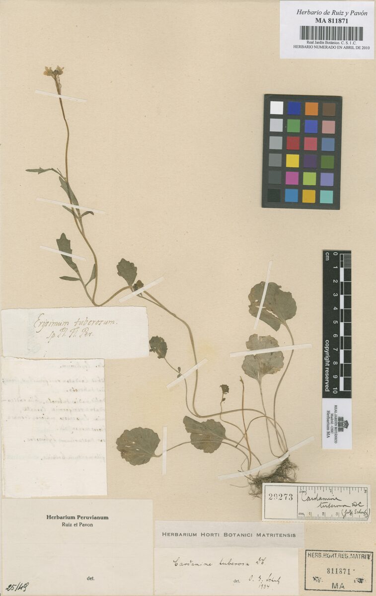 Cardamine penzesii — photo