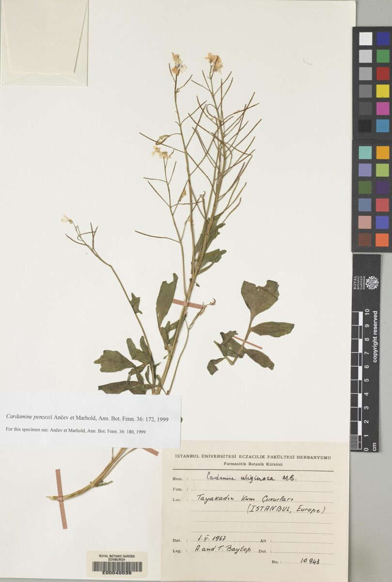 Cardamine penzesii