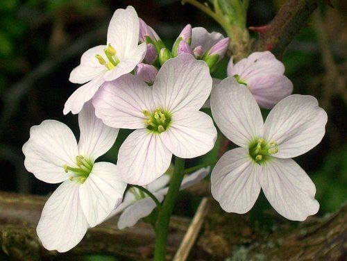 Cardamine pratensis (Cuckoo Bittercress) — photo