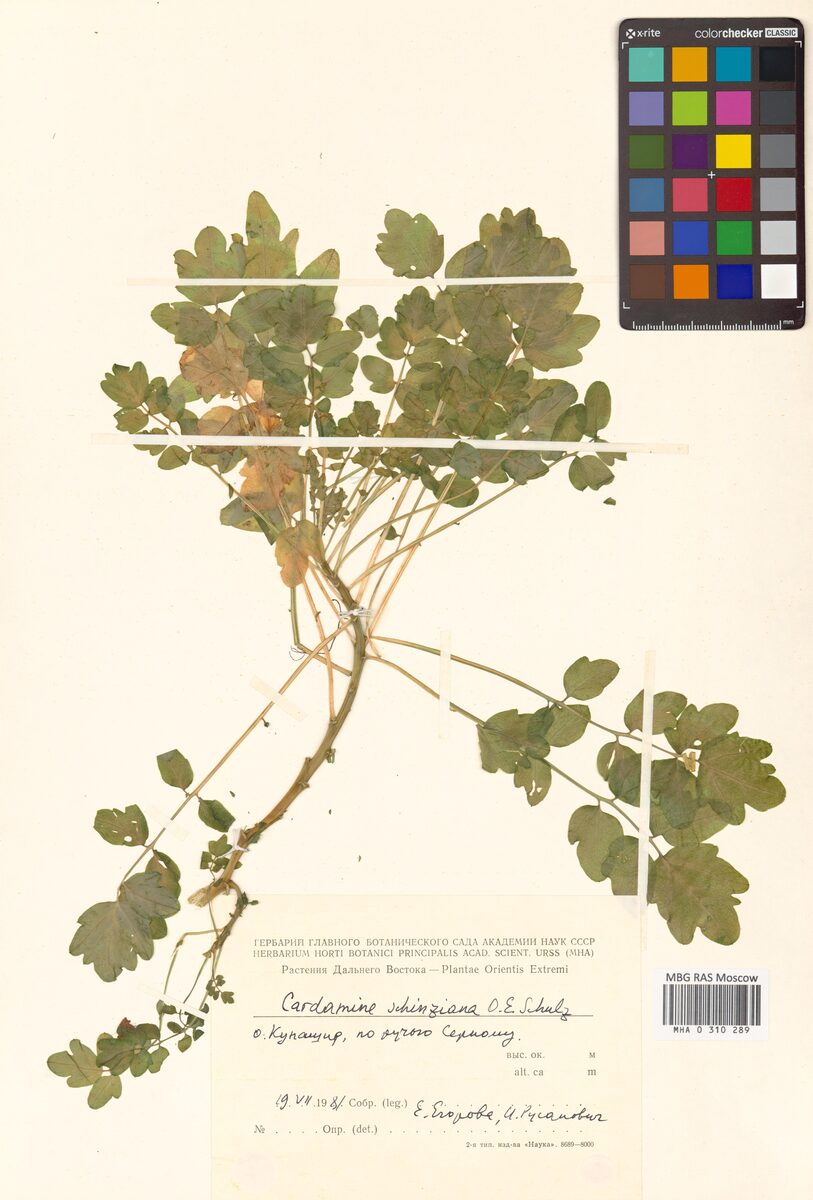 Cardamine schinziana — photo