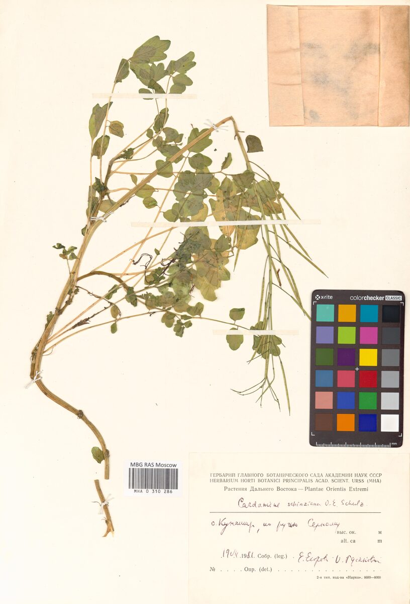 Cardamine schinziana — photo