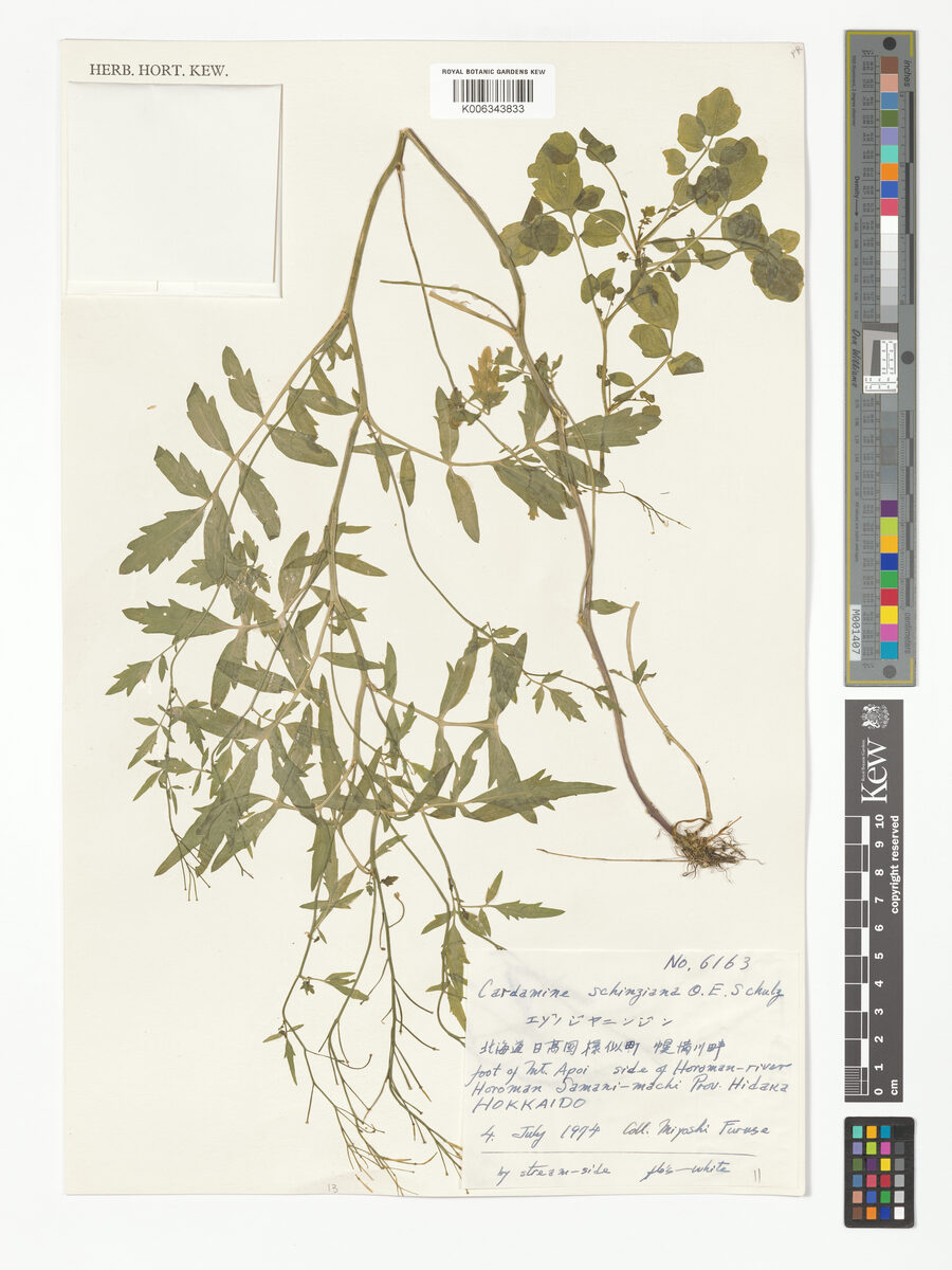 Cardamine schinziana