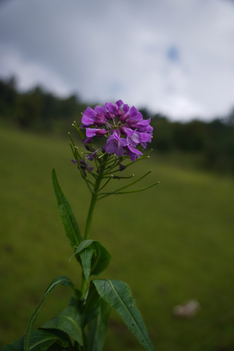 Cardamine violacea - (D.Don.)Wall. — photo