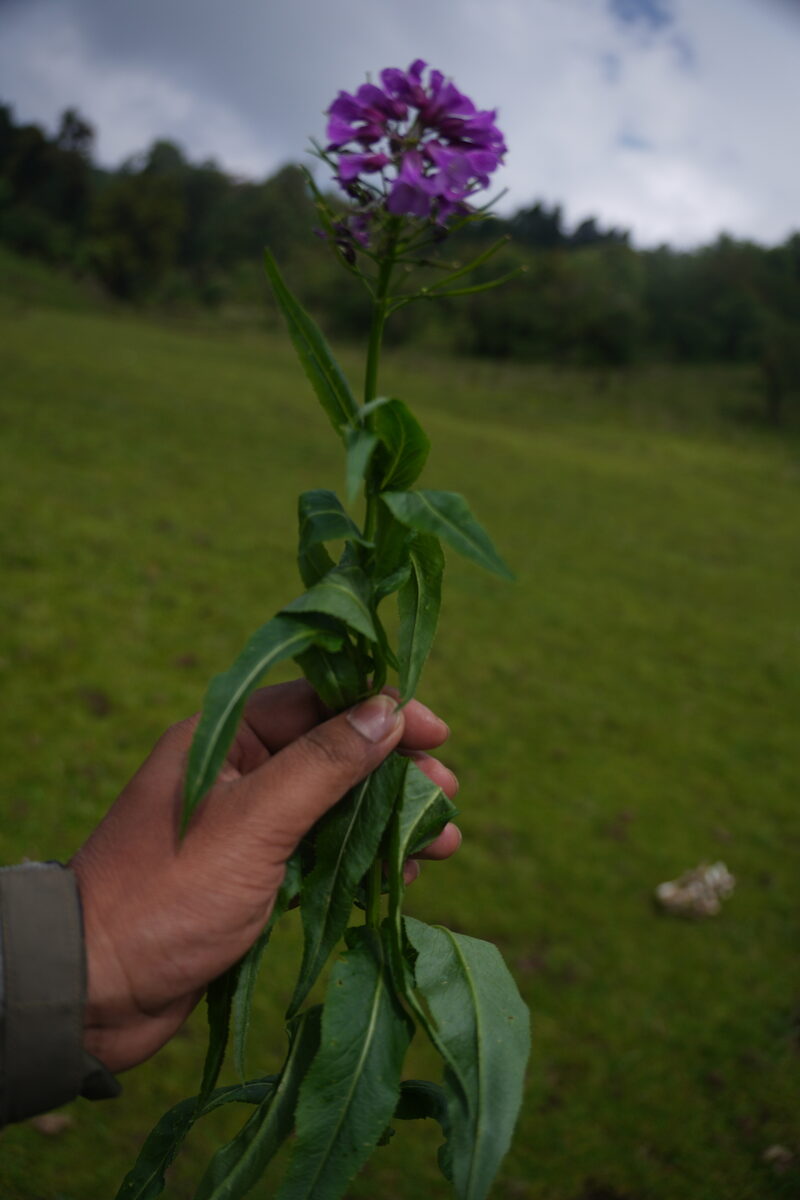 Cardamine violacea - (D.Don.)Wall. — photo
