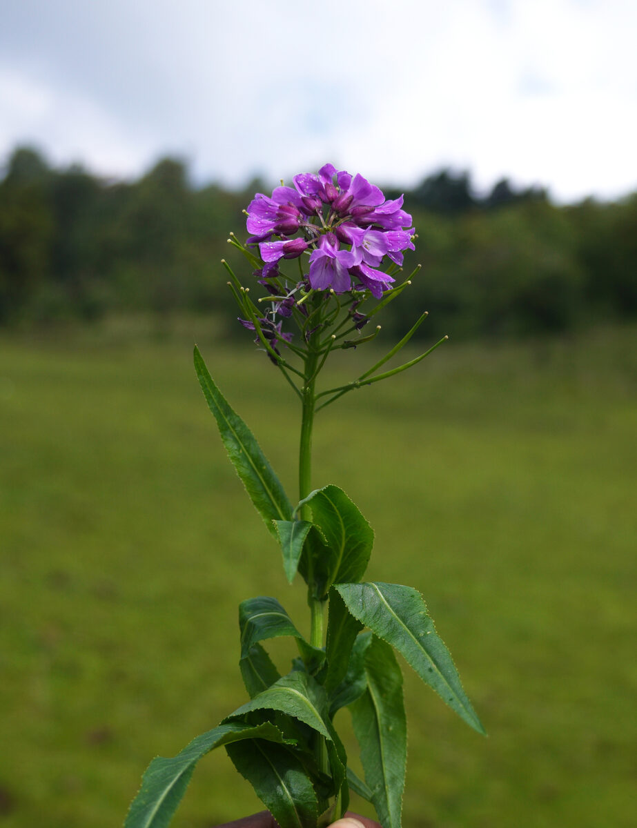 Cardamine violacea - (D.Don.)Wall.