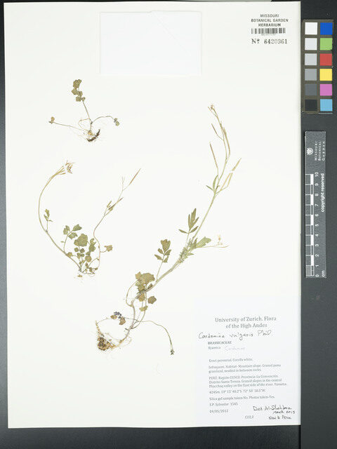 Cardamine vulgaris — photo
