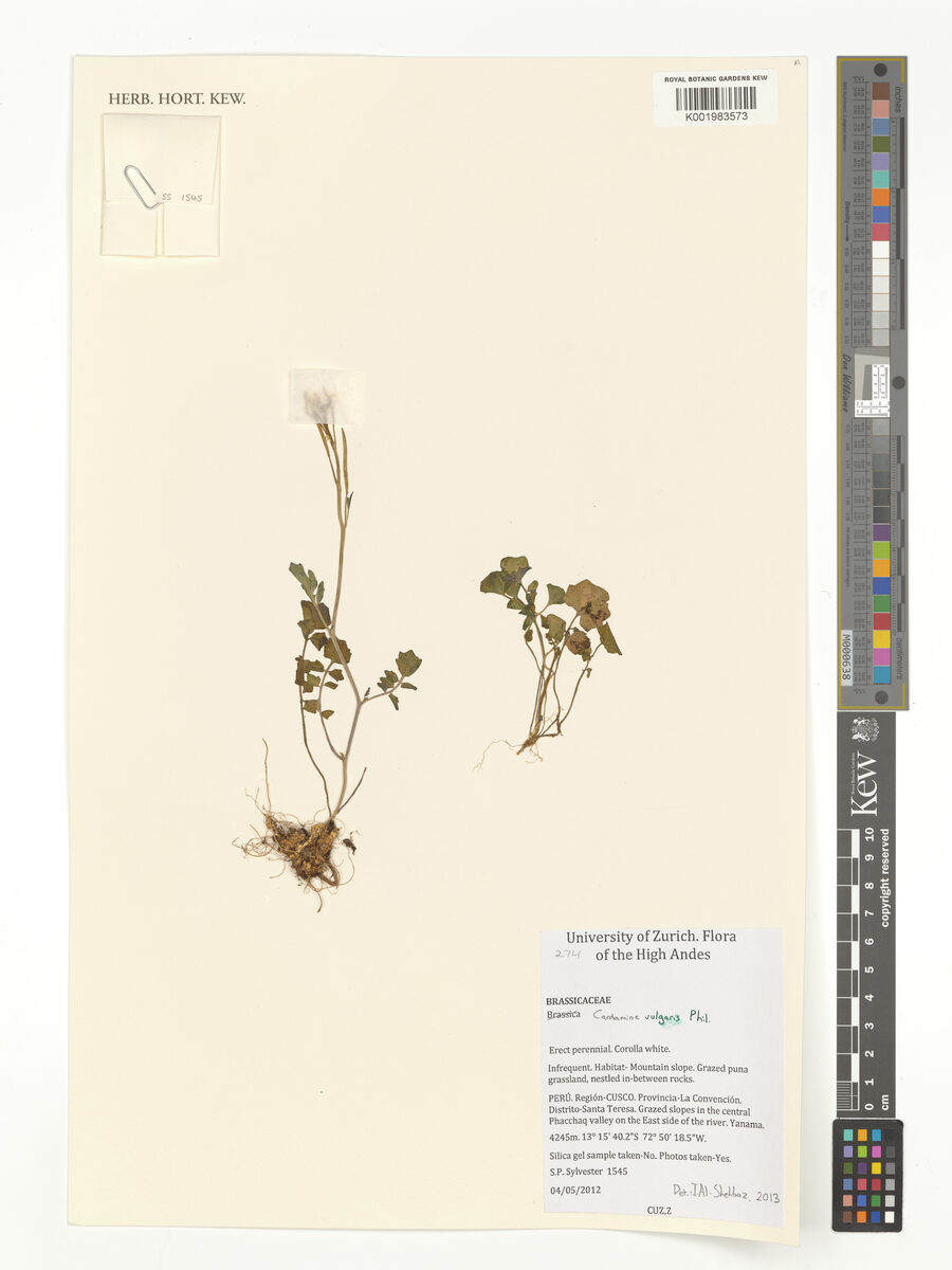 Cardamine vulgaris — photo