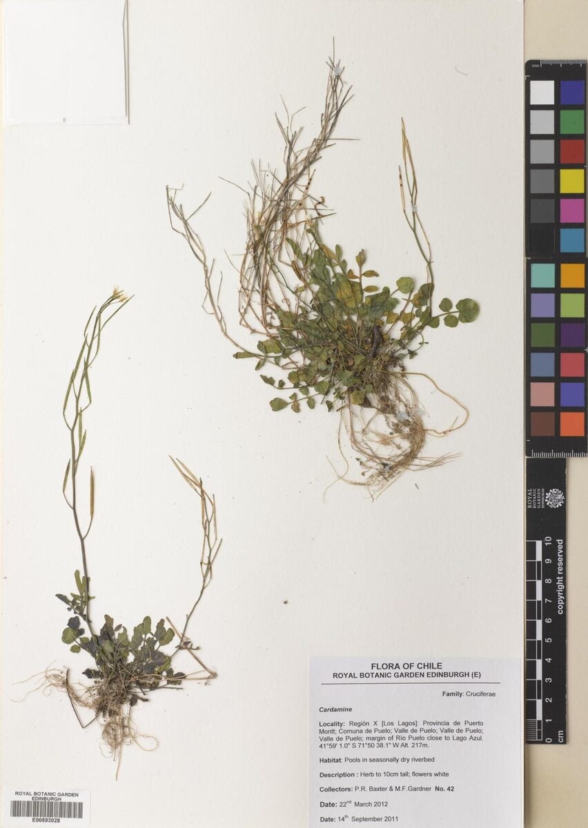 Cardamine vulgaris