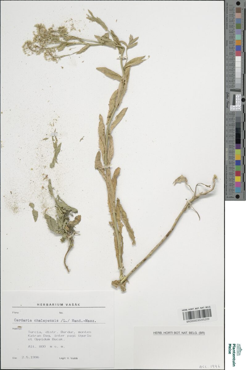 Cardaria draba subsp. chalepensis — photo