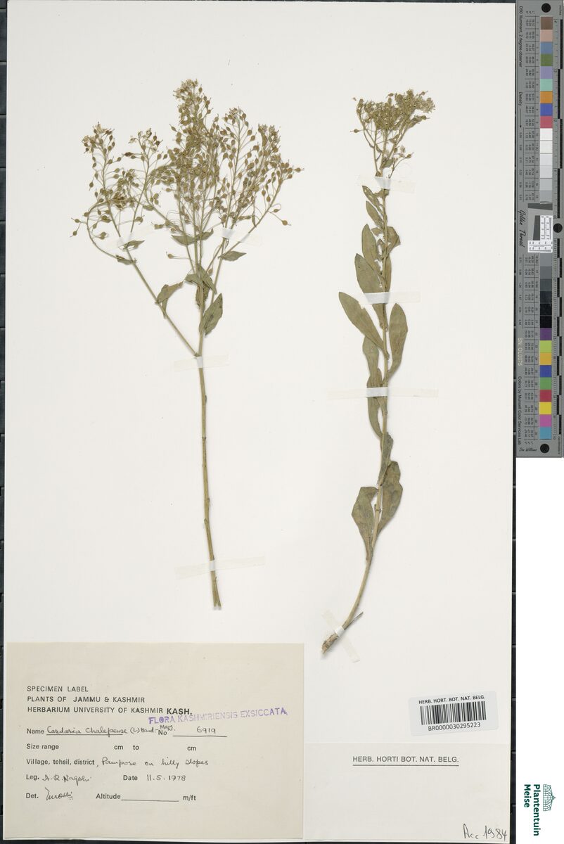 Cardaria draba subsp. chalepensis — photo