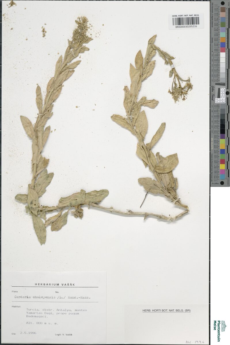 Cardaria draba subsp. chalepensis