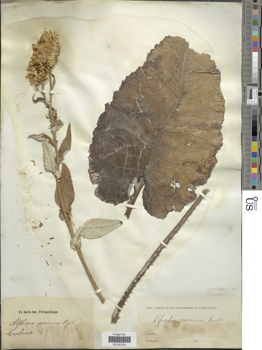 Carduus cernuus — photo