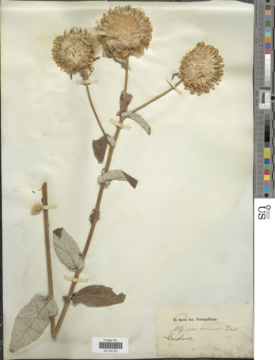 Carduus cernuus