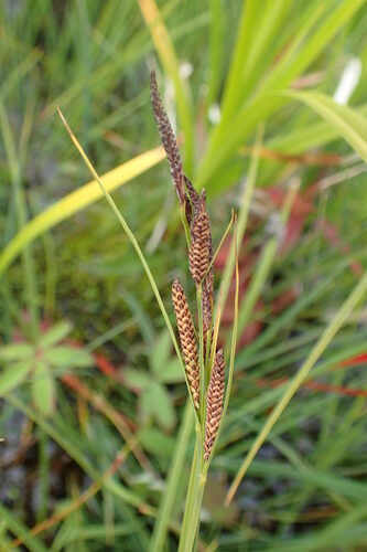 Carex aquatilis (Water sedge) — photo