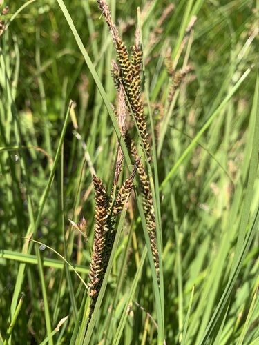 Carex aquatilis (Water sedge) — photo