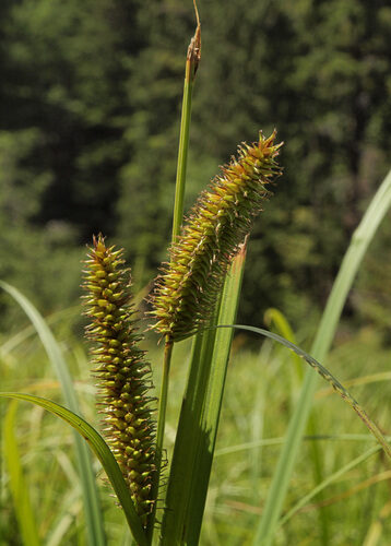Carex rostrata (Bearded sedge) — photo