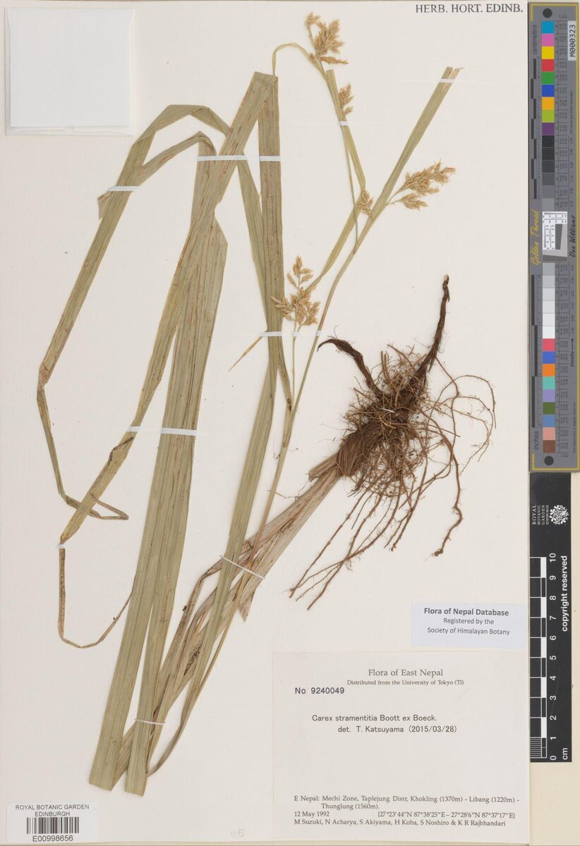 Carex stramentitia — photo