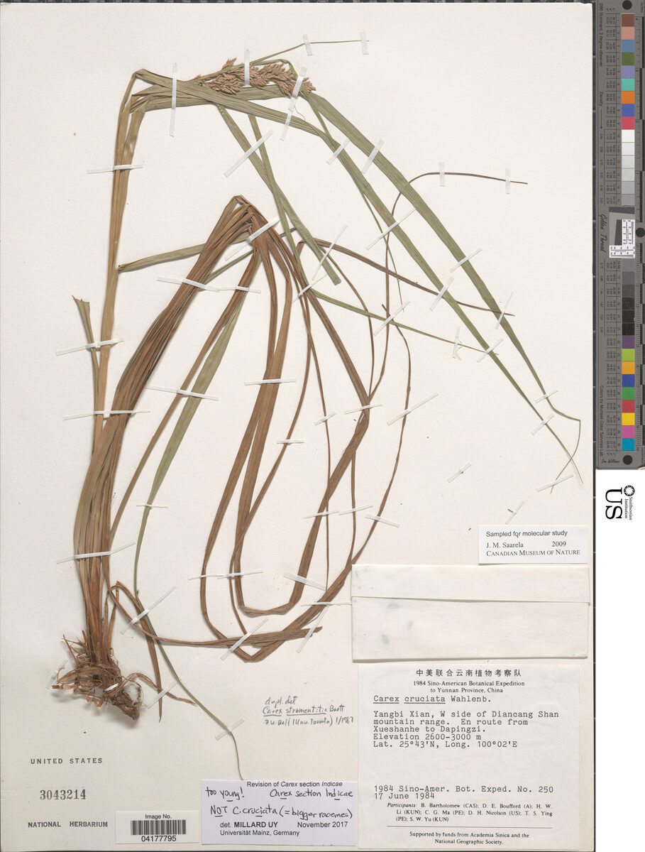 Carex stramentitia — photo