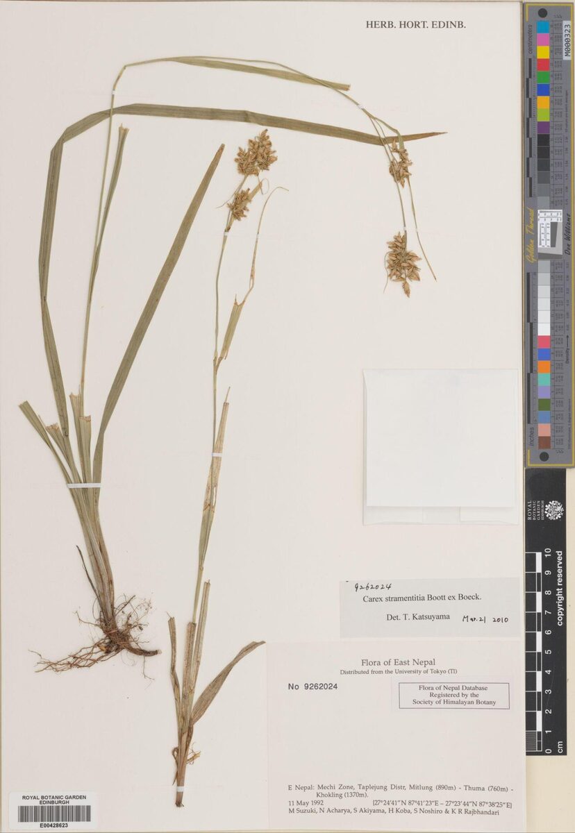 Carex stramentitia