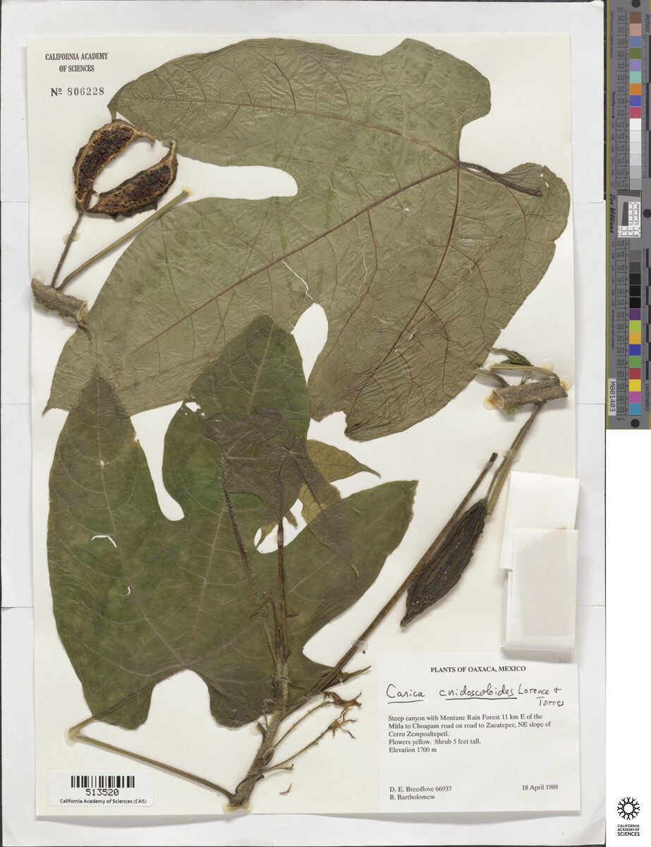 Carica cnidoscoloides — photo