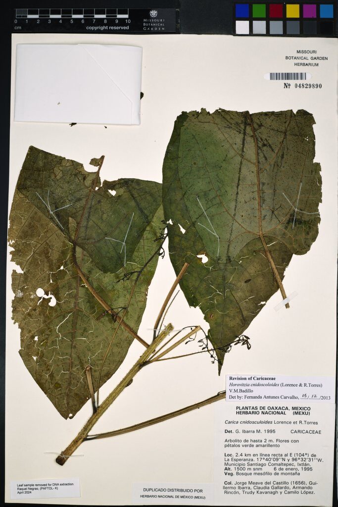 Carica cnidoscoloides