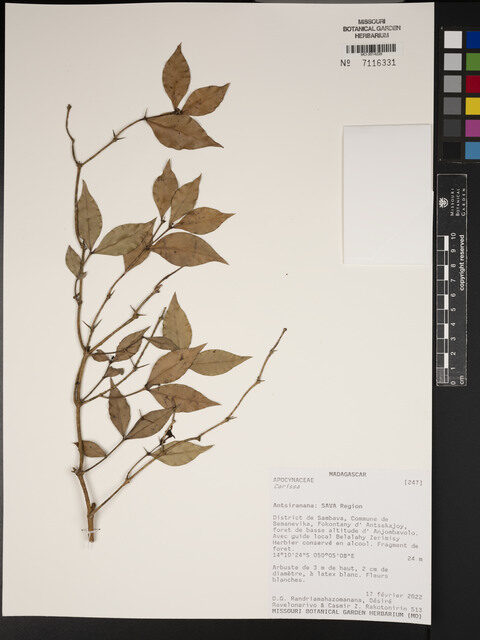 Carissa boiviniana