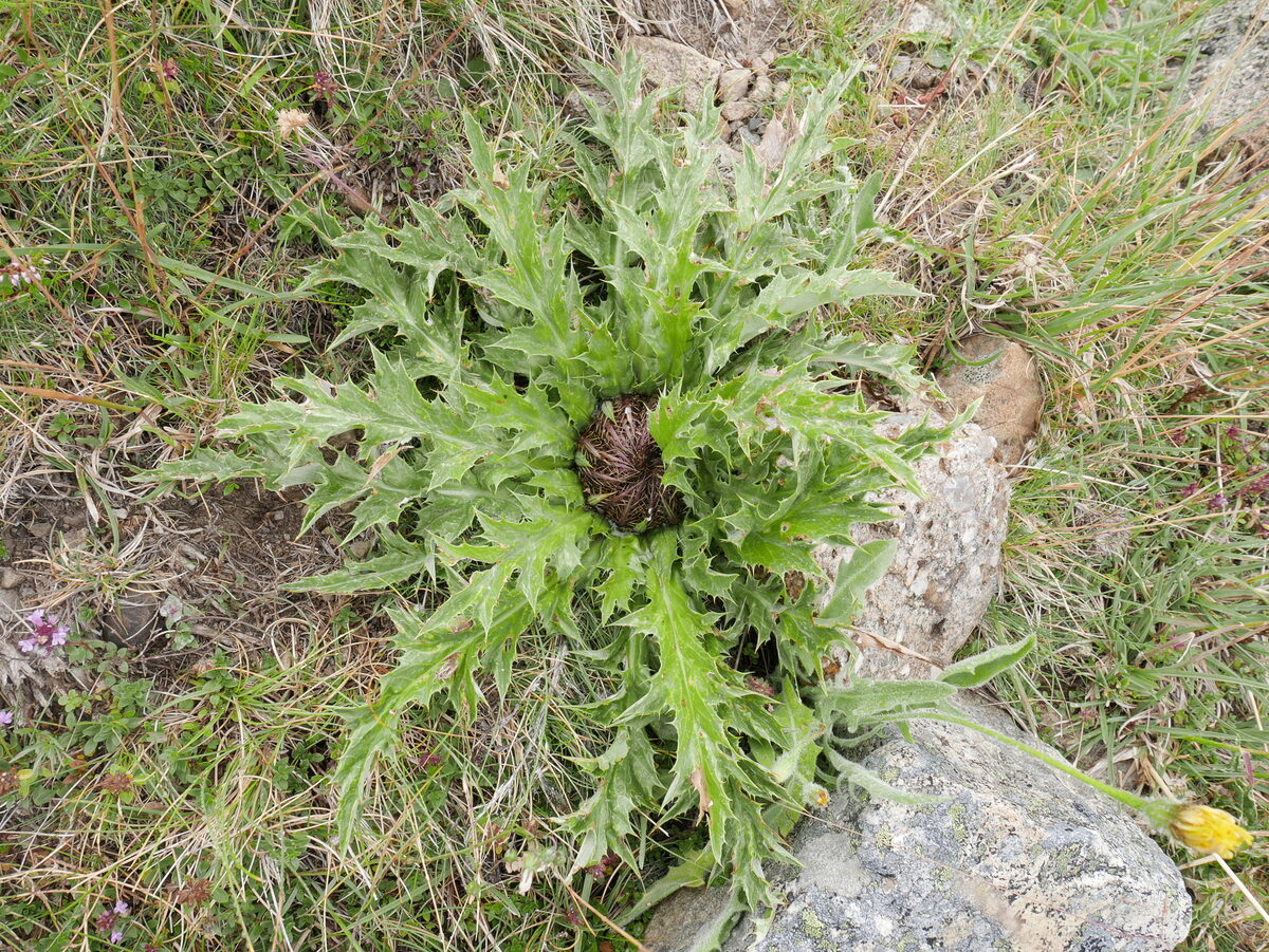 Carlina acanthifolia subsp. cynara — photo