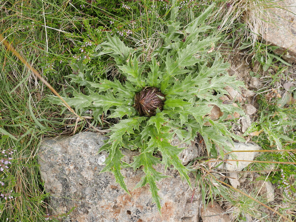 Carlina acanthifolia subsp. cynara — photo