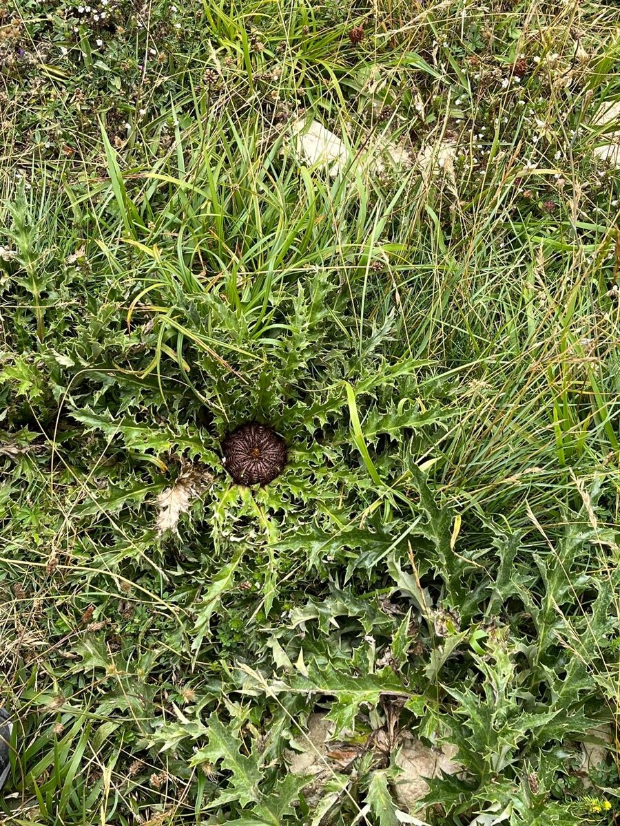 Carlina acanthifolia subsp. cynara