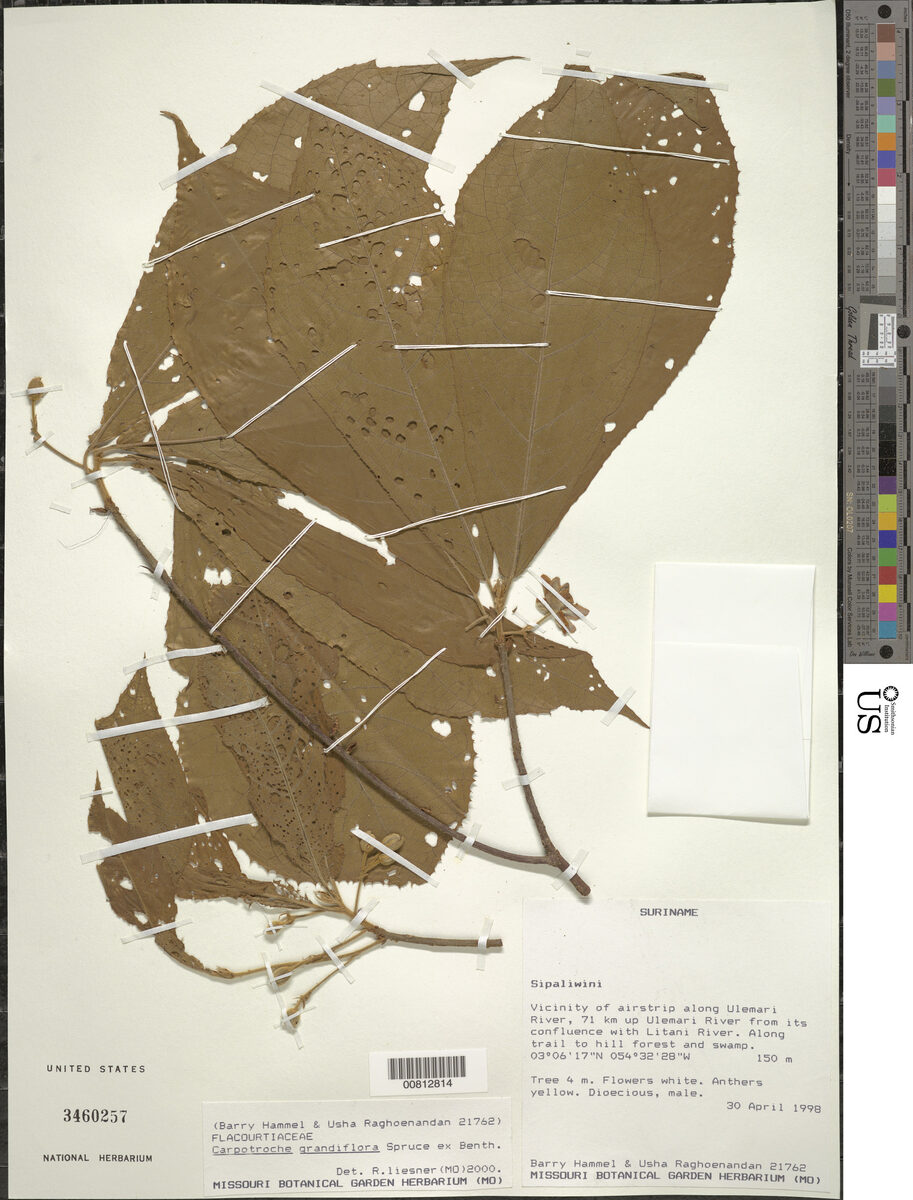 Carpotroche grandiflora — photo