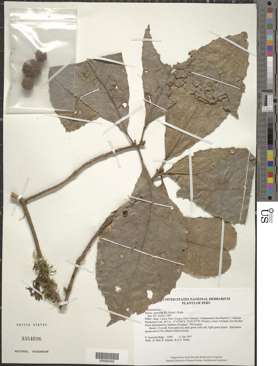 Carpotroche grandiflora — photo