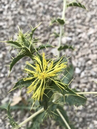 Carthamus oxyacanthus (Wild safflower) — photo