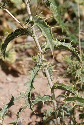 Carthamus oxyacanthus (Wild safflower) — photo