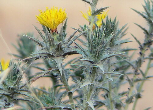 Carthamus tinctorius (Safflower) — photo