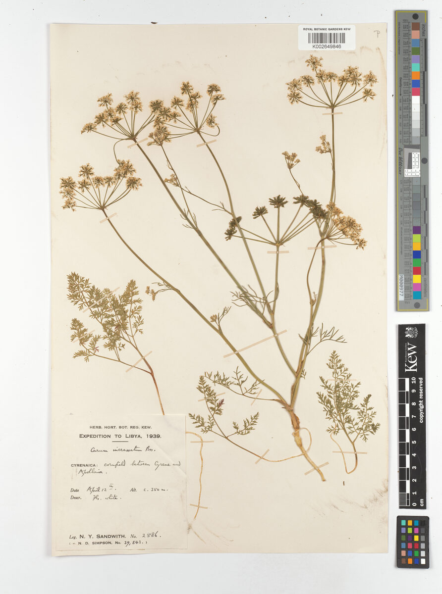 Carum incrassatum